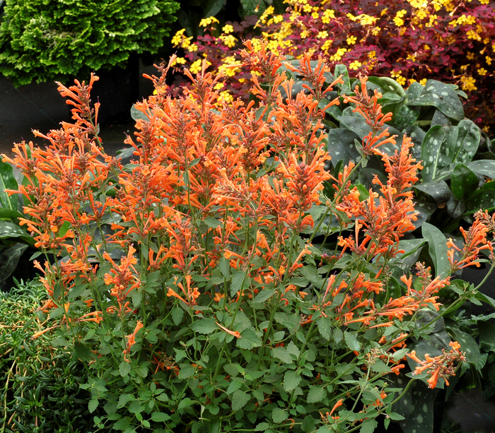 Kudos™ 'Mandarin' - Agastache (Hummingbird mint) from RFGN readingfeedandgardennew Upgrade