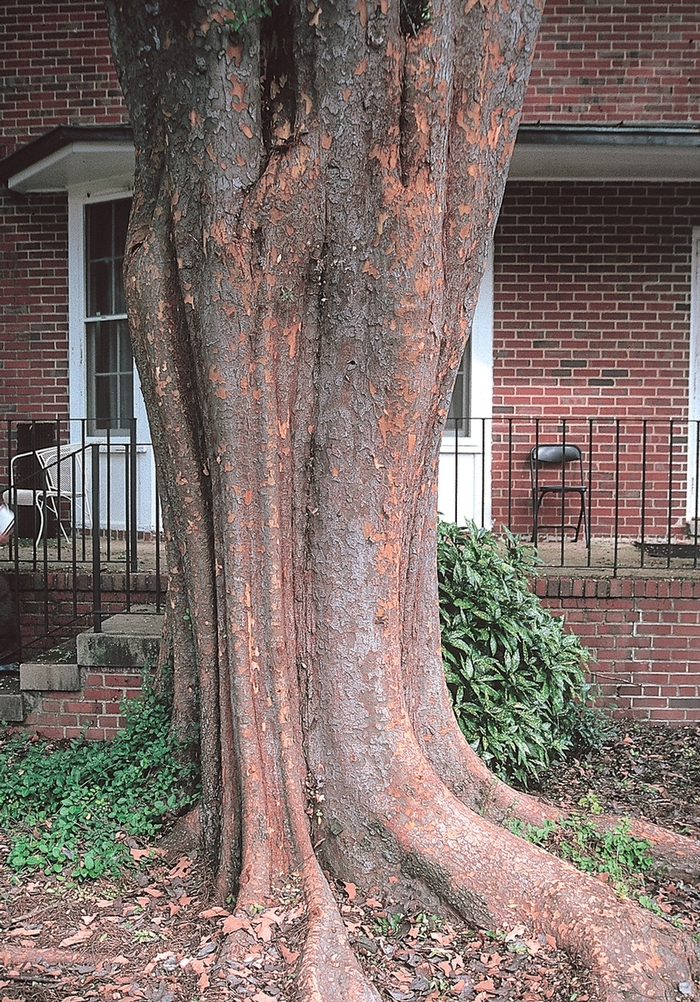 'Allee&reg;' Chinese Elm - Ulmus parvifolia from RFGN readingfeedandgardennew Upgrade
