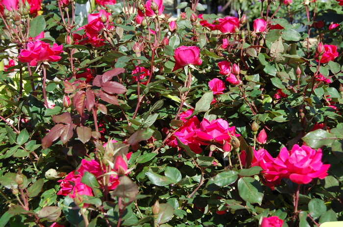 Knock Out&reg; Pink Double - Rosa 'Radtkopink' PP18507, CPBR 3757 (Shrub Rose) from RFGN readingfeedandgardennew Upgrade