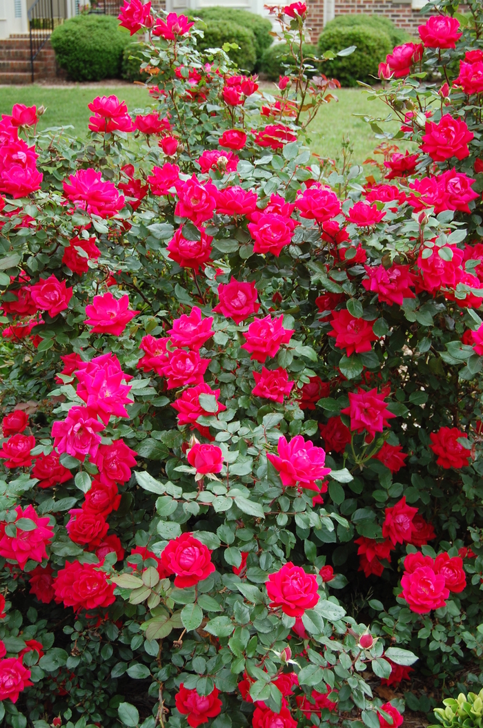 Knock Out® - Rose from RFGN readingfeedandgardennew Upgrade