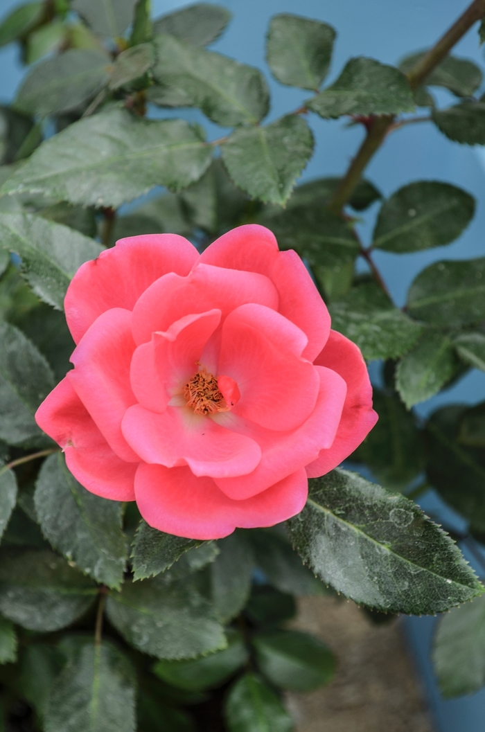 Kolorscape&trade; Flamingo&trade; - Rosa 'KORhopiko' PP23529 from RFGN readingfeedandgardennew Upgrade