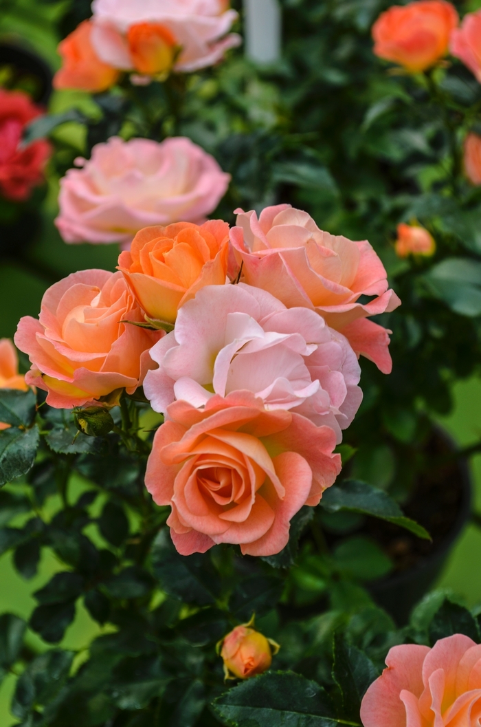 Peach Drift® - Shrub Rose from RFGN readingfeedandgardennew Upgrade