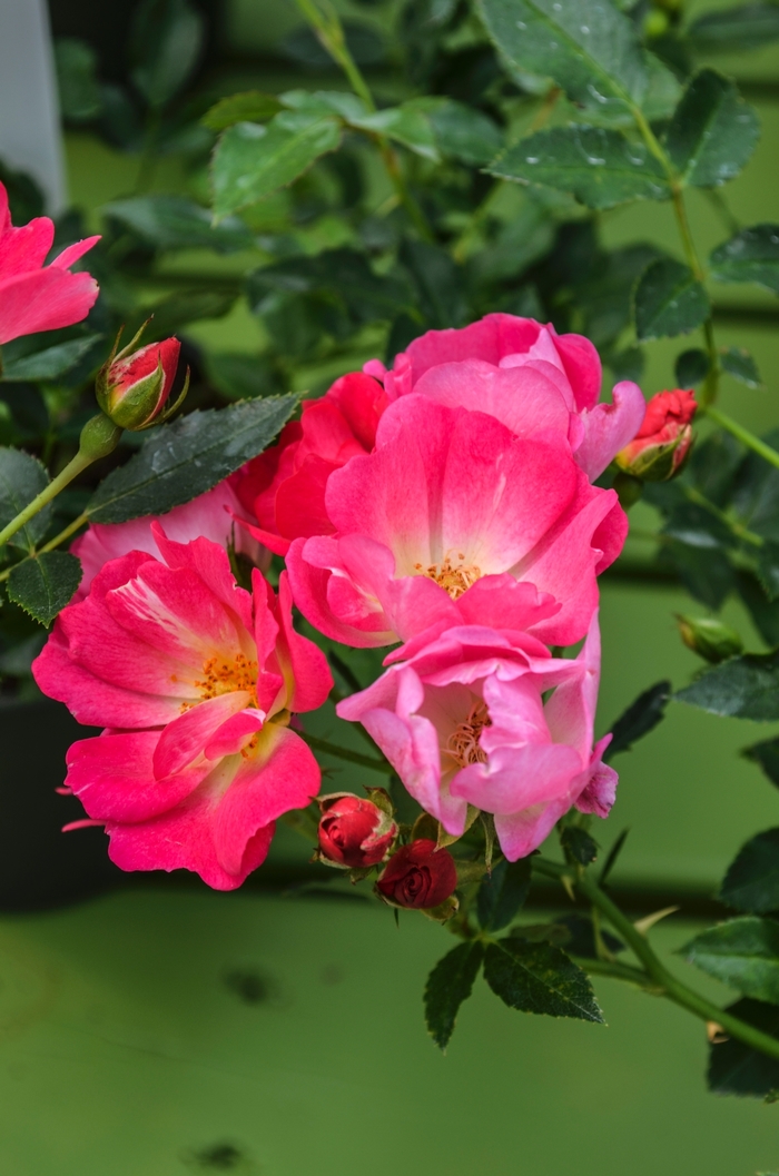 Pink Drift&reg; - Rosa 'Meijocos' PP18874, CPBR 4874 from RFGN readingfeedandgardennew Upgrade