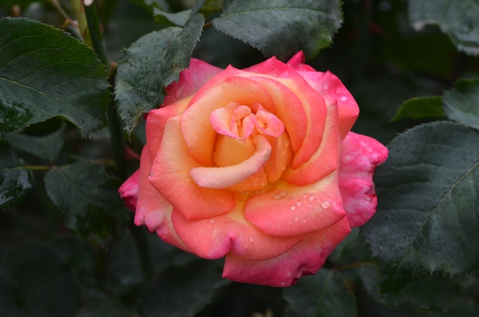 Rosa Dream Come True - Grandiflora Rose from RFGN readingfeedandgardennew Upgrade