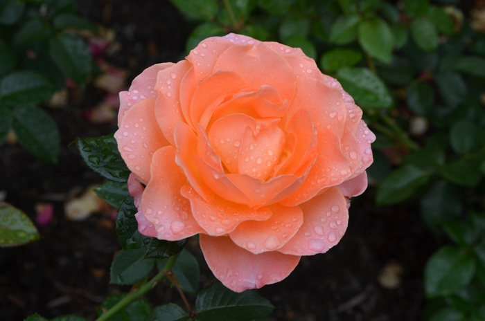 'Jump for Joy' Rose - Rosa hybrid from RFGN readingfeedandgardennew Upgrade