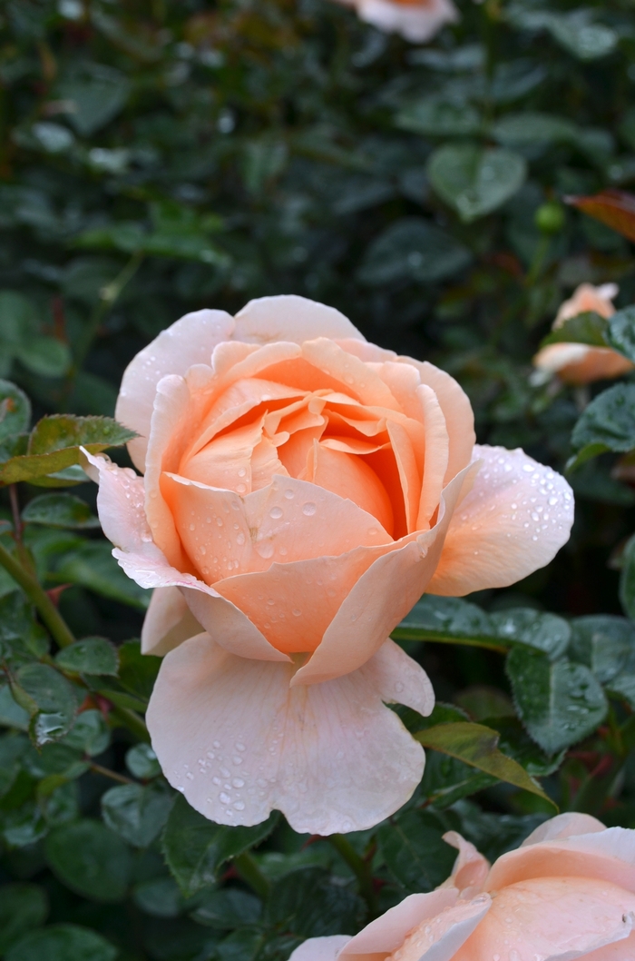 Abbaye de Cluny™ - Rosa hybrid 'Meibrinpay' from RFGN readingfeedandgardennew Upgrade