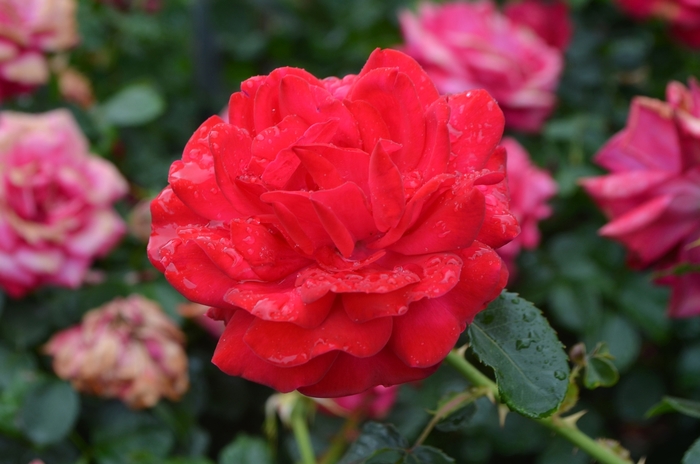 Easy Elegance® Super Hero Rose - Rosa 'BAIsuhe' from RFGN readingfeedandgardennew Upgrade