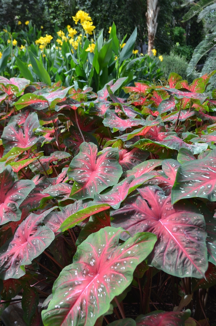 Red Flash - Caladium hortulanum 'Red Flash' from RFGN readingfeedandgardennew Upgrade