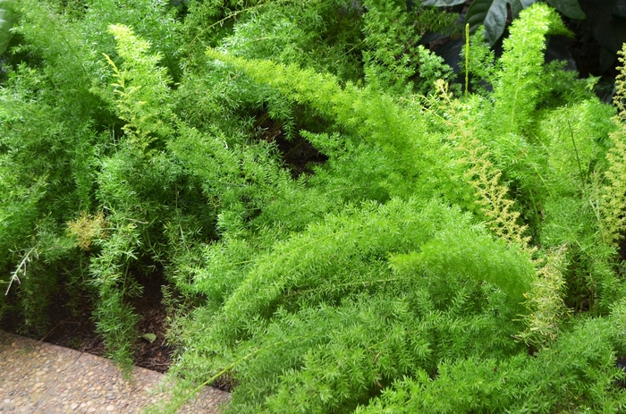 Foxtail Fern - Asparagus densiflorus 'Myersii' from RFGN readingfeedandgardennew Upgrade