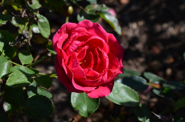 Easy Elegance® My Girl - Rosa (Shrub Rose) from RFGN readingfeedandgardennew Upgrade
