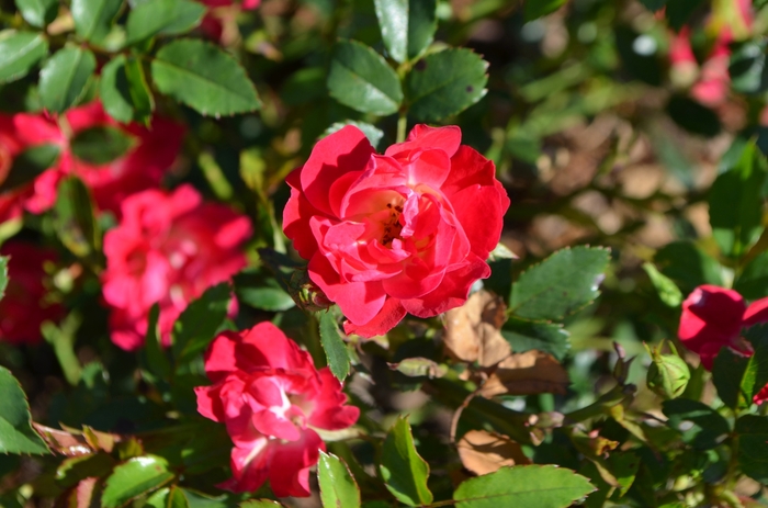 Red Drift&reg; Rose - Rosa 'Meigalpio' PP17877 from RFGN readingfeedandgardennew Upgrade