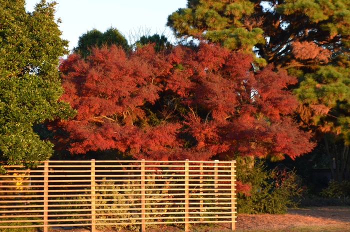 Green Dragon Japanese Maple - Acer palmatum var. dissectum 'Seiryu' from RFGN readingfeedandgardennew Upgrade