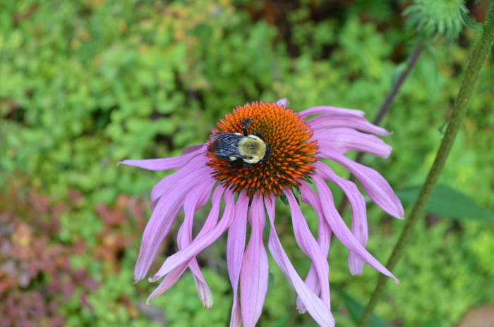 Purple Coneflower - Echinacea purpurea (Purple Coneflower) from RFGN readingfeedandgardennew Upgrade