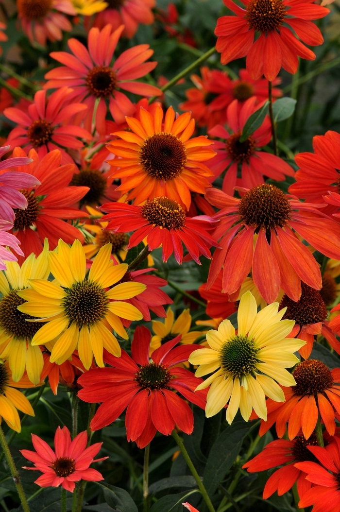 'Cheyenne Spirit' Coneflower - Echinacea from RFGN readingfeedandgardennew Upgrade