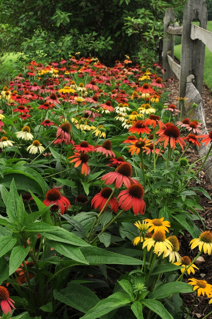 Coneflower - Echinacea hybrida 'Cheyenne Spirit' from RFGN readingfeedandgardennew Upgrade