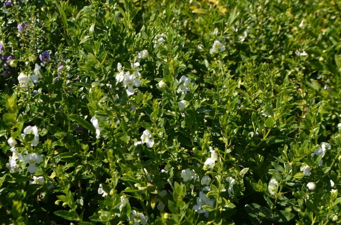 Actors® 'White Improved' - Angelonia (Summer Snapdragon) from RFGN readingfeedandgardennew Upgrade