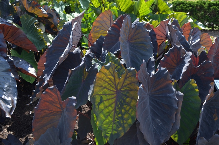 Elephant's Ear - Colocasia esculenta 'Black Ruffles' from RFGN readingfeedandgardennew Upgrade