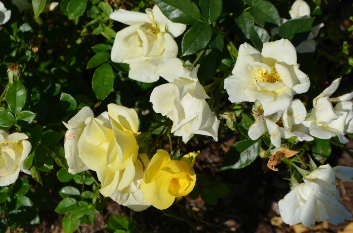 Thrive!&reg; Lemon Rose - Rosa 'Meijecycka' from RFGN readingfeedandgardennew Upgrade