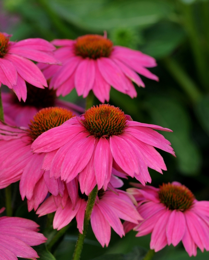 PowWow Wild Berry - Echinacea purpurea from RFGN readingfeedandgardennew Upgrade