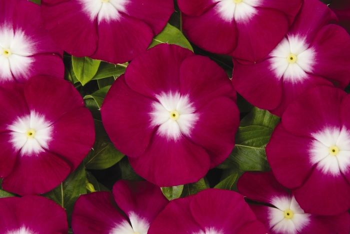 'Pacifica Burgundy Halo' - Catharanthus roseus ''Pacifica Burgundy Halo'' from RFGN readingfeedandgardennew Upgrade