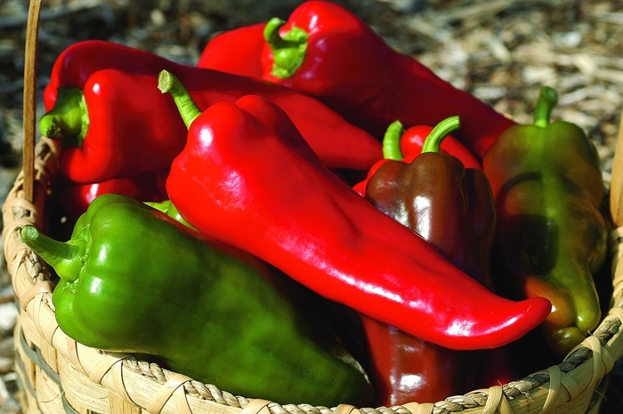 Sweet Pepper - Capsicum annuum 'Carmen F1' from RFGN readingfeedandgardennew Upgrade