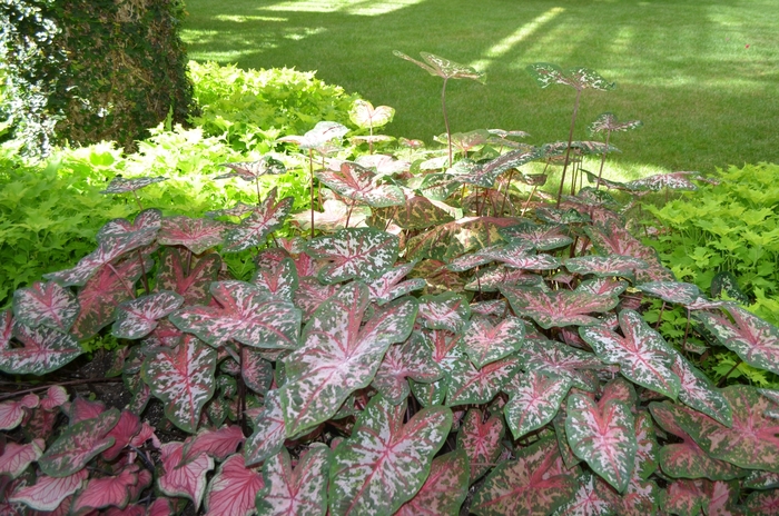 Carolyn Whorton Caladium - Caladium x hortulanum ''Carolyn Whorton'' (Caladium) from RFGN readingfeedandgardennew Upgrade