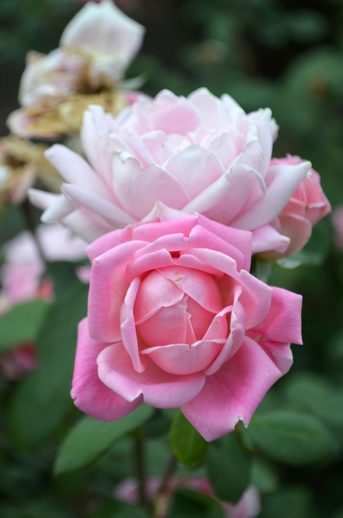 Bubble Double™ - Rosa 'Radnov' PP24069 from RFGN readingfeedandgardennew Upgrade