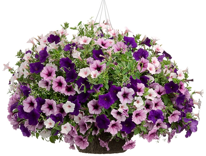 Blueberry Hill - Purple Shades Mix Hanging Basket from RFGN readingfeedandgardennew Upgrade