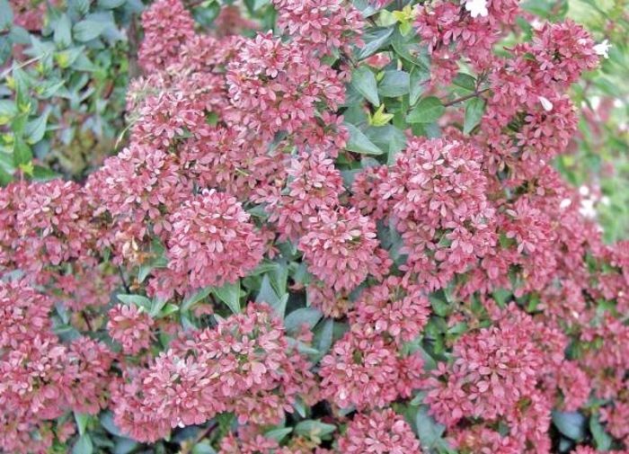 'Raspberry Profusion' Abelia - Abelia hybrid from RFGN readingfeedandgardennew Upgrade