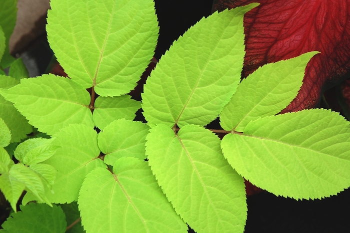 'Sun King' Japanese Spikenard - Aralia cordata from RFGN readingfeedandgardennew Upgrade