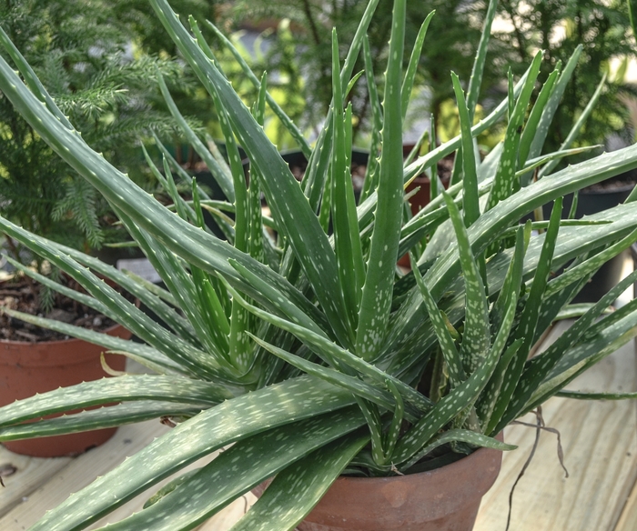 Aloe vera - Aloe barbadensis from RFGN readingfeedandgardennew Upgrade