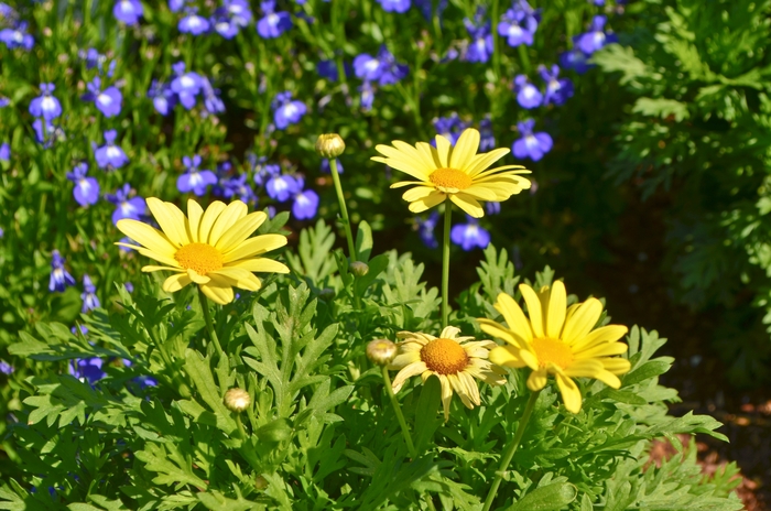 Marguerite Daisy - Argyranthemum 'Beauty Yellow' from RFGN readingfeedandgardennew Upgrade