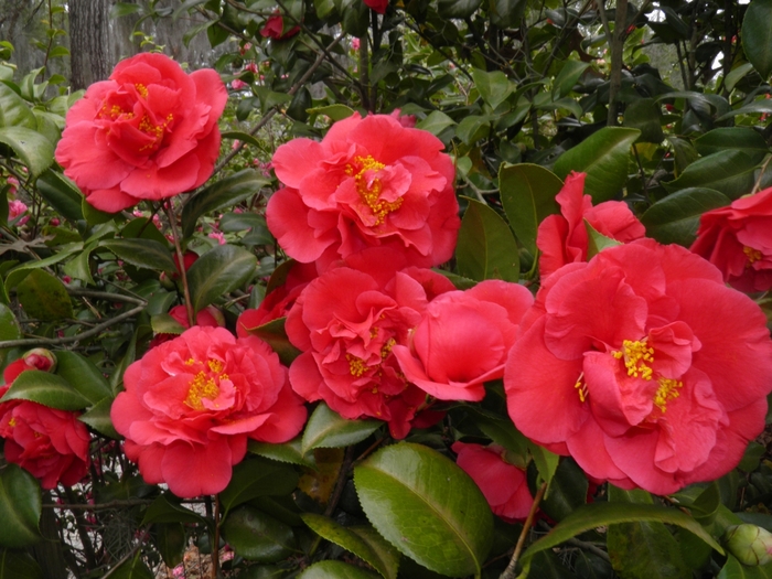 'Kramer's Supreme' - Camellia japonica from RFGN readingfeedandgardennew Upgrade