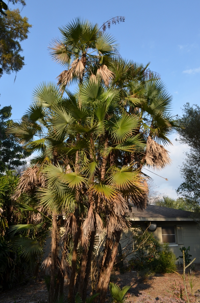 Everglades Palm - Acoelorraphe wrightii from RFGN readingfeedandgardennew Upgrade