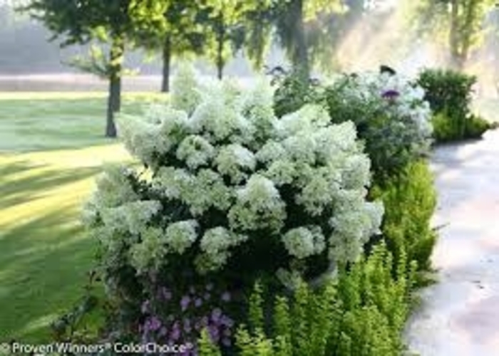 Bobo® Hydrangea - Hydrangea paniculata from RFGN readingfeedandgardennew Upgrade