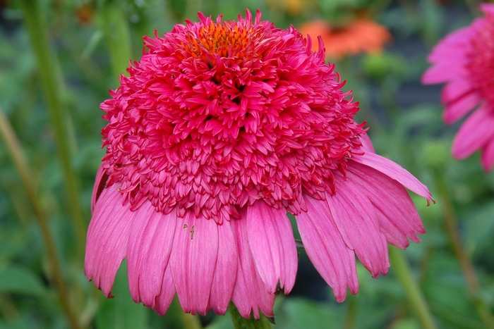 'Gum Drop' Coneflower - Echinacea from RFGN readingfeedandgardennew Upgrade