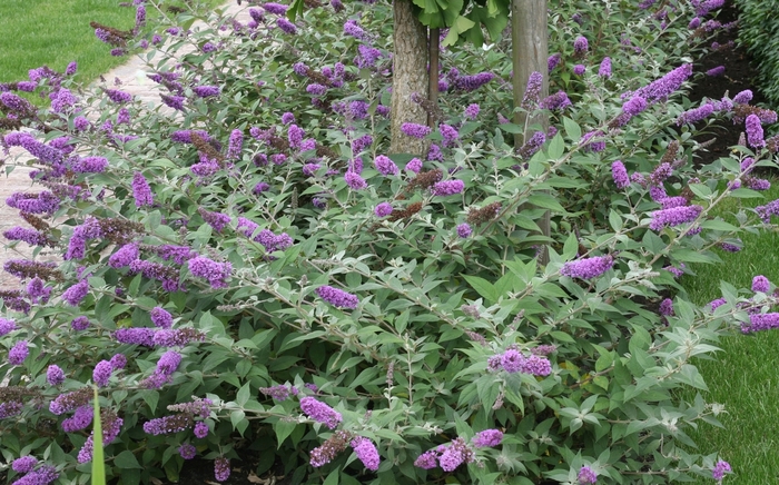 Butterfly Bush - Buddleia davidii 'Lo & Behold&trade; Blue Chip' from RFGN readingfeedandgardennew Upgrade