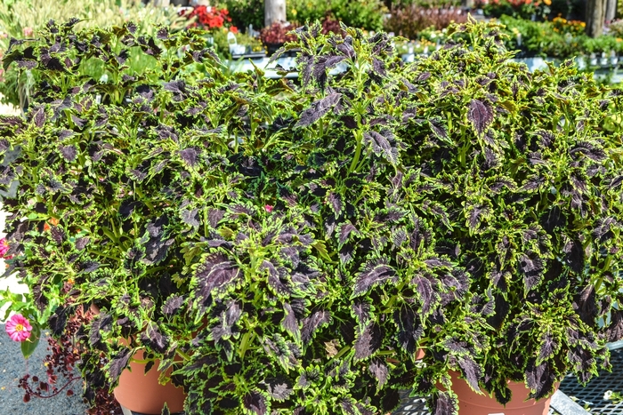 'Black Magic' - Coleus from RFGN readingfeedandgardennew Upgrade