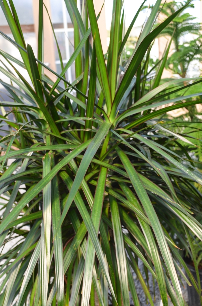 Dragon Tree - Dracaena Marginata from RFGN readingfeedandgardennew Upgrade