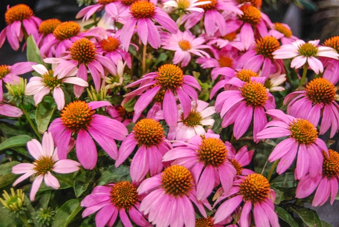 Crazy Pink™ Coneflower - Echinacea from RFGN readingfeedandgardennew Upgrade