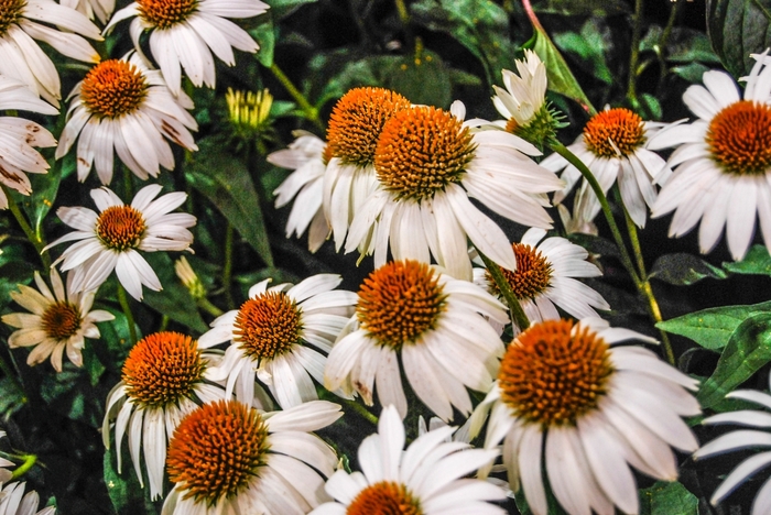 Crazy White™ Echinacea - Echinacea from RFGN readingfeedandgardennew Upgrade