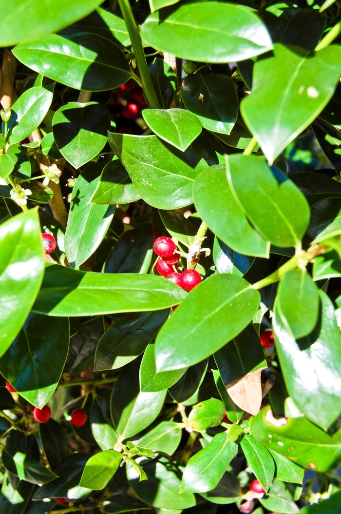 'Needlepoint' Chinese Holly - Ilex cornuta from RFGN readingfeedandgardennew Upgrade