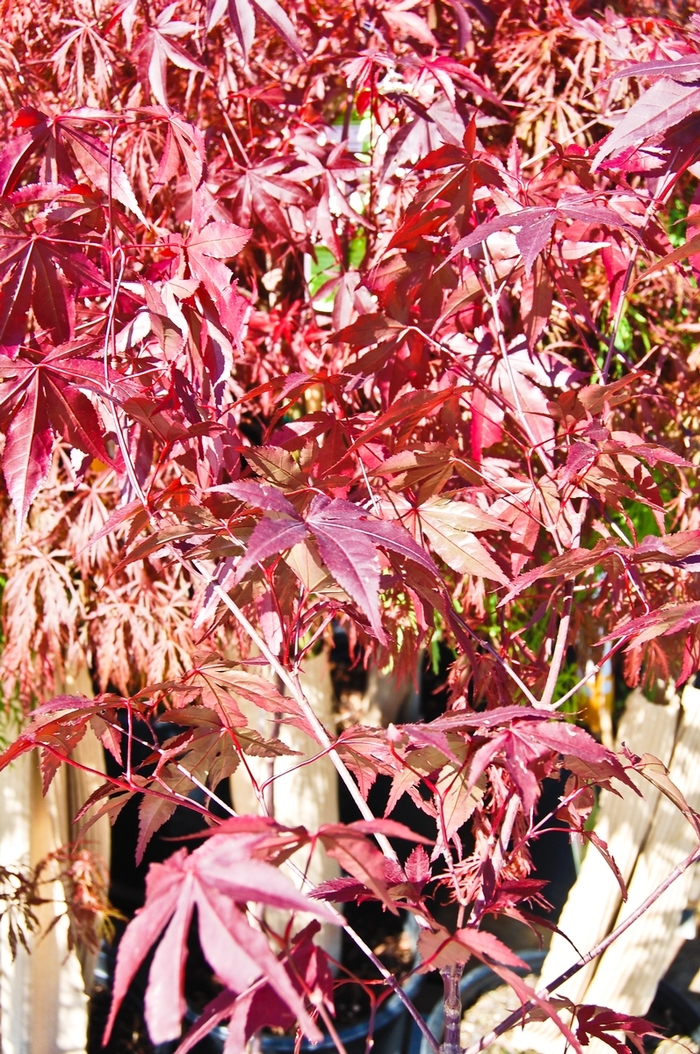 Emporer 1® Japanese Maple - Acer palmatum 'Emporer 1®' from RFGN readingfeedandgardennew Upgrade