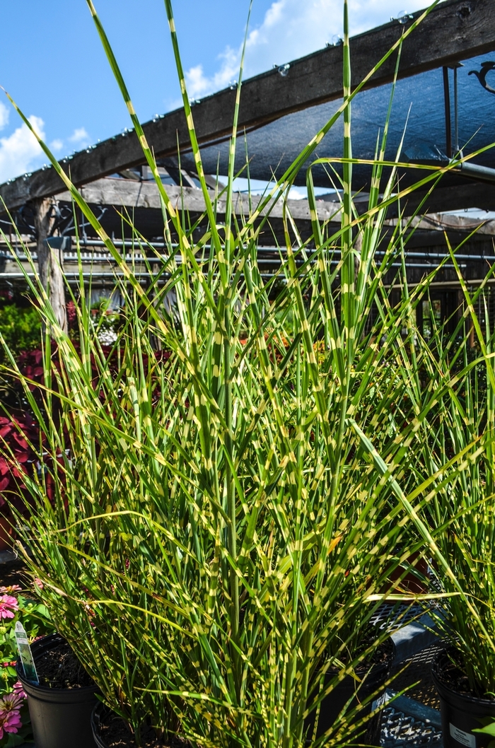Porcupine Grass - Miscanthus sinensis 'Strictus' from RFGN readingfeedandgardennew Upgrade