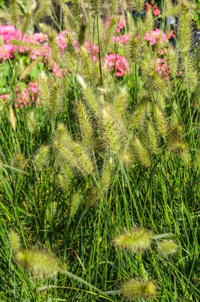 Dwarf Fountain Grass - Pennisetum alopecuroides 'Hameln' from RFGN readingfeedandgardennew Upgrade