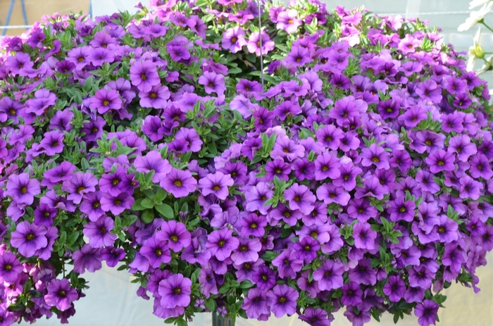 Aloha Kona Lavender - Calibrachoa ''Lavender'' (Mini Petunia) from RFGN readingfeedandgardennew Upgrade