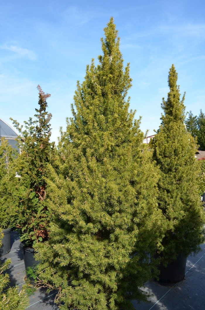 Dwarf Alberta Spruce - Picea glauca 'Conica' from RFGN readingfeedandgardennew Upgrade