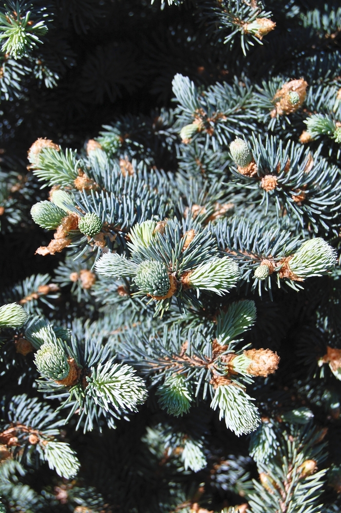 Colorado Blue Spruce - Picea pungens from RFGN readingfeedandgardennew Upgrade
