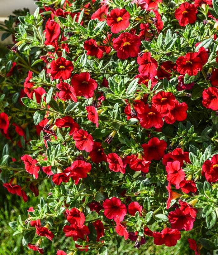 Million Bells - Calibrachoa hybrida 'Aloha Red' from RFGN readingfeedandgardennew Upgrade