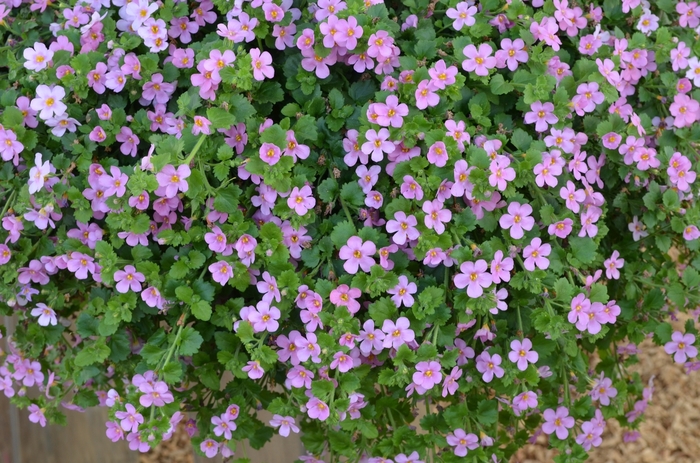 Million Bells - Calibrachoa hybrida 'Aloha Bahia Pink Sand' from RFGN readingfeedandgardennew Upgrade